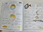 You can Draw Sharks, Whales and other Sea Creatures - imagine 2