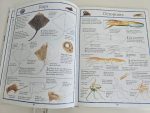 You can Draw Sharks, Whales and other Sea Creatures - imagine 3