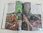 DK Rainforest - imagine 2