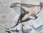 The X-Ray Amazing Animals (format mare) - imagine 5